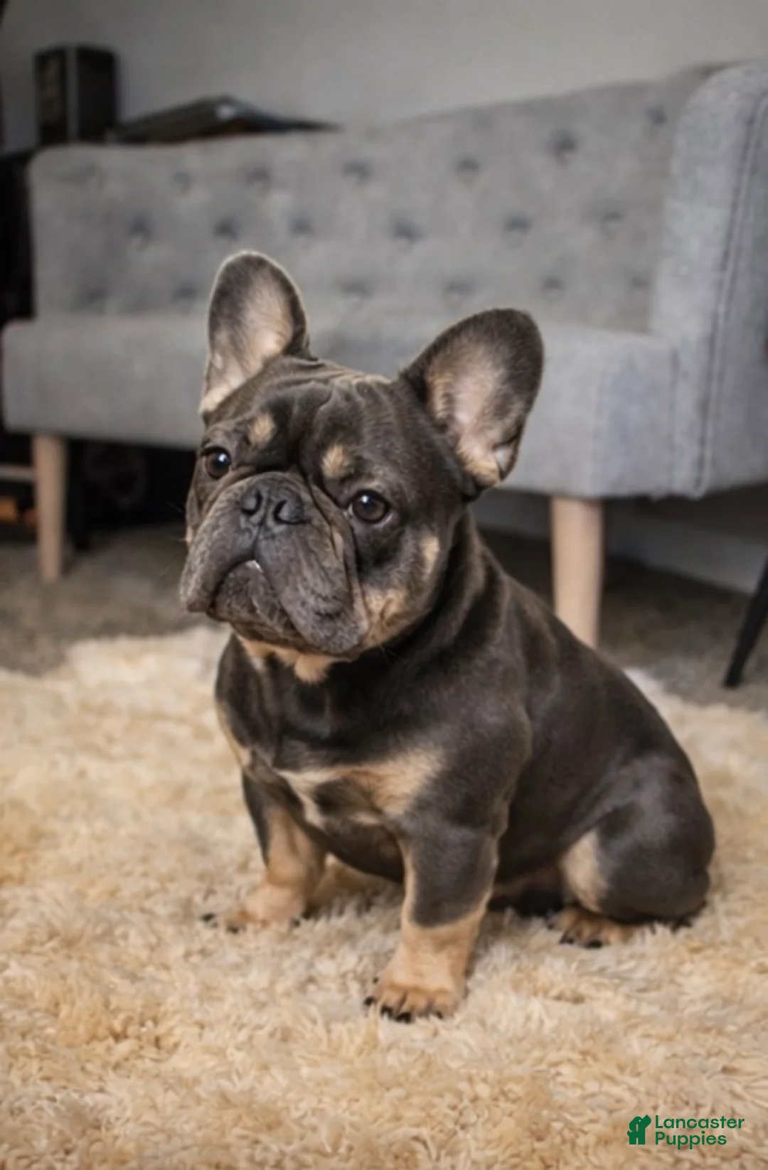 French Bulldog dogs for stud: (STUD SERVICE) Mr. Bentley  - Ad 4
