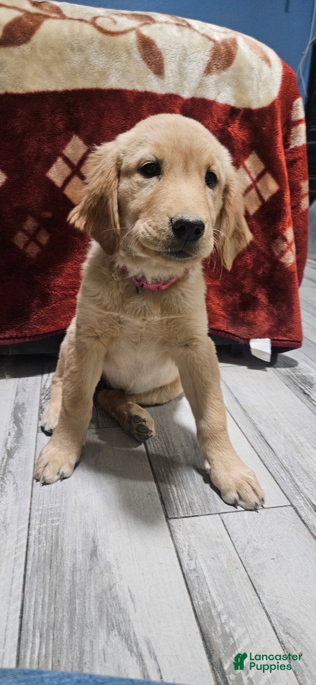 Golden Retriever dogs for sale: Pink - Ad 2