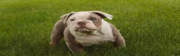 English Bulldog dogs for sale: Neal English Bulldog Puppy  - Ad 9