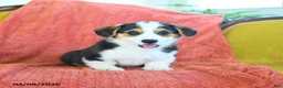 Welsh Corgi Pembroke dogs for sale: Tigger - Ad 3