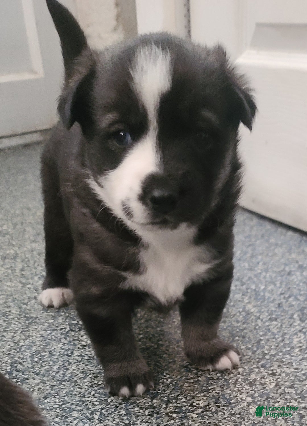 Pomsky dogs for sale: Capu - Ad 1