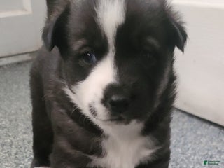 Pomsky dogs Capu - Ad 34