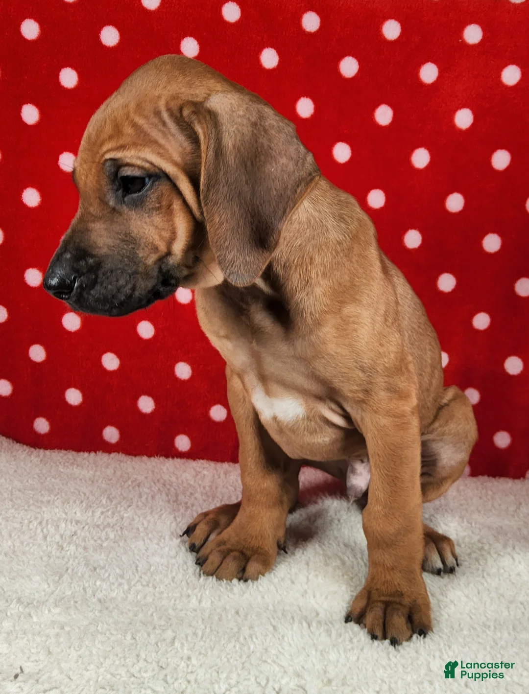 Rhodesian Ridgeback dogs for sale: Maverick - Ad 3