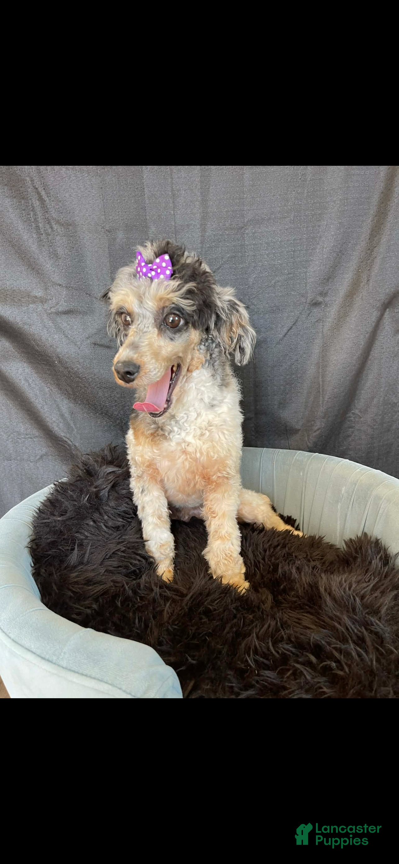 Miniature Poodle dogs Akc Blue Merle Parti Phantom  - Ad 2