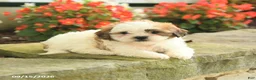 Teddy Bear dogs for sale: Jamie - Ad 3