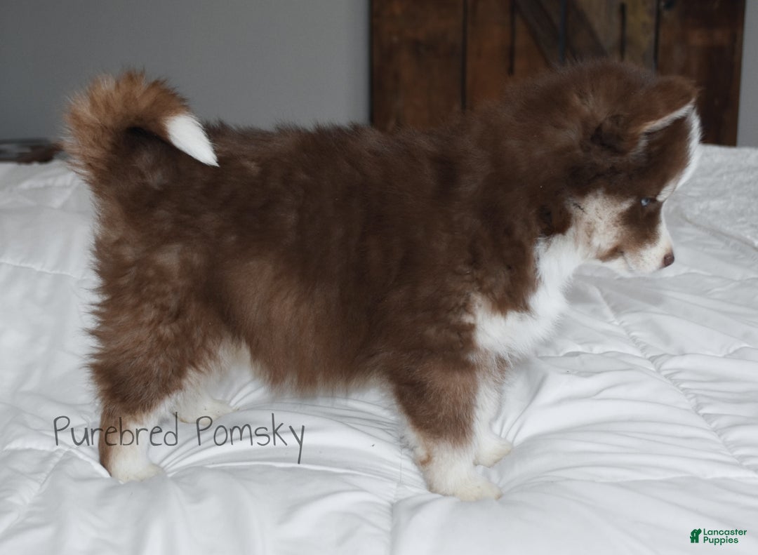 Pomsky dogs for sale: Hopper - Ad 6