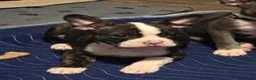 Mixed Breed dogs for sale: Frenchton male #4 - Ad 4