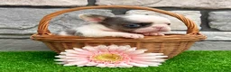 French Bulldog dogs for sale: Dazzy - Ad 4