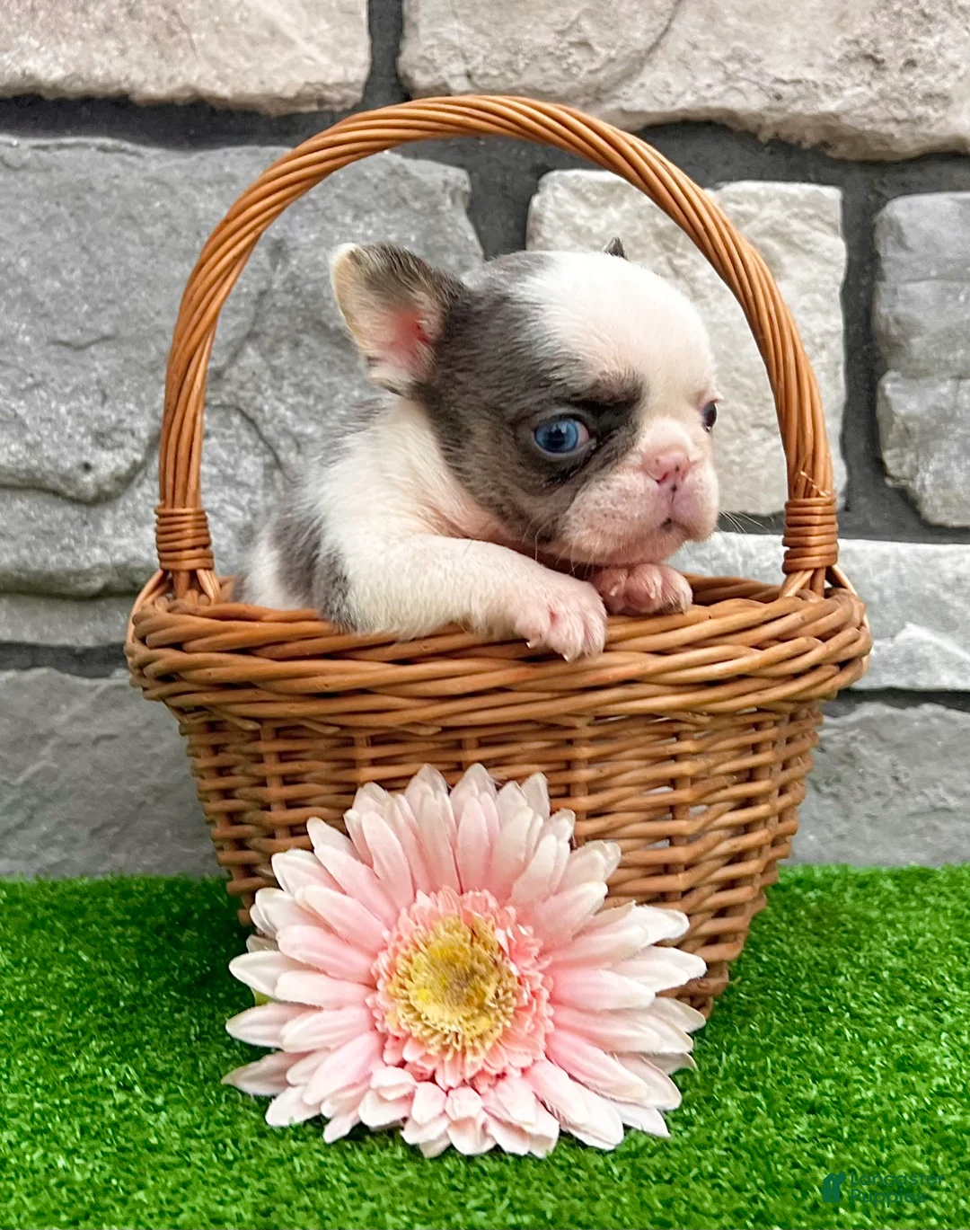 French Bulldog dogs for sale: Dazzy - Ad 4