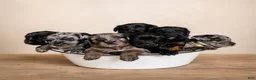 Labradoodle dogs for sale: Lance  - Ad 6