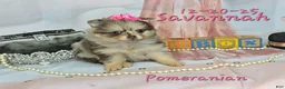 Pomeranian dogs for sale: Savannah Pomeranian Puppy 2 - Ad 4