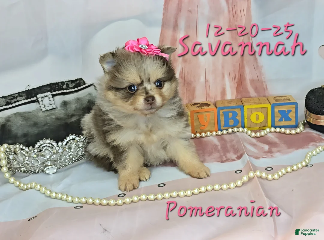 Pomeranian dogs for sale: Savannah Pomeranian Puppy 2 - Ad 4