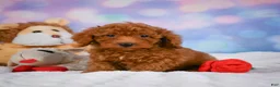 Cavapoo dogs for sale: Duke - Ad 12