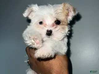 Yorkshire Terrier dogs for sale: Celine - Ad 1