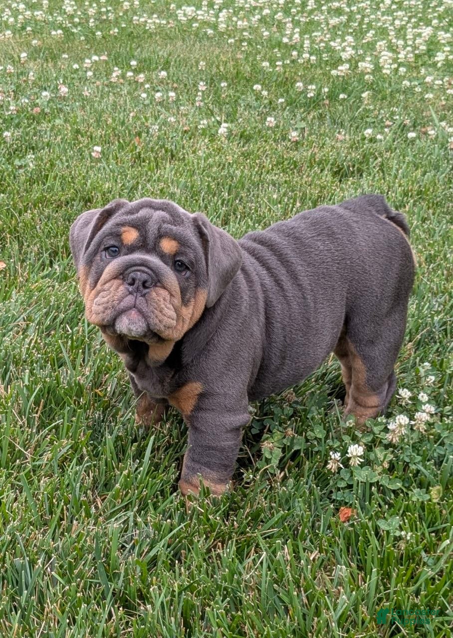 English Bulldog dogs Shantell - Ad 1