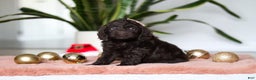 Cockapoo dogs for sale: Holly - Ad 3