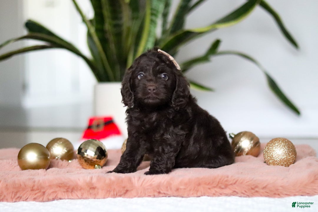 Cockapoo dogs for sale: Holly - Ad 3