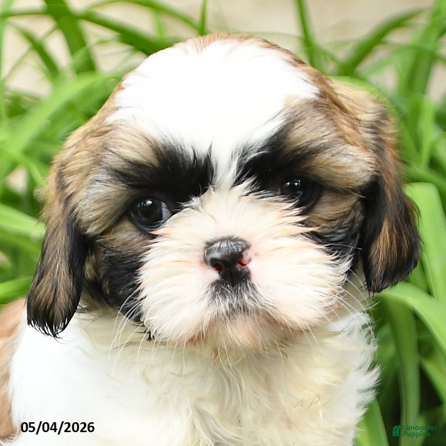 Shih Tzu dogs Heidi - Ad 2