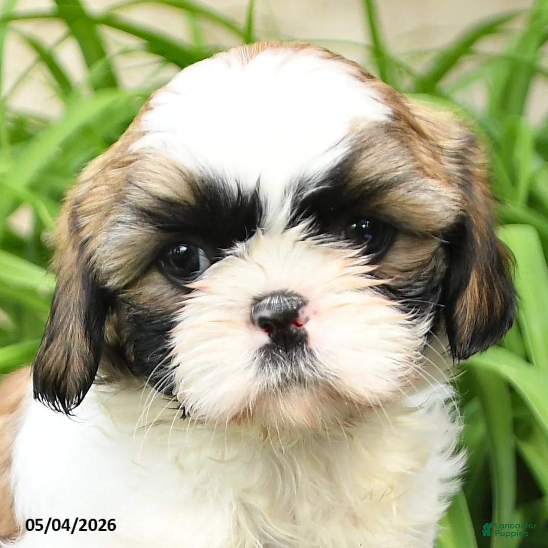 Shih Tzu dogs for sale: Heidi - Ad 2