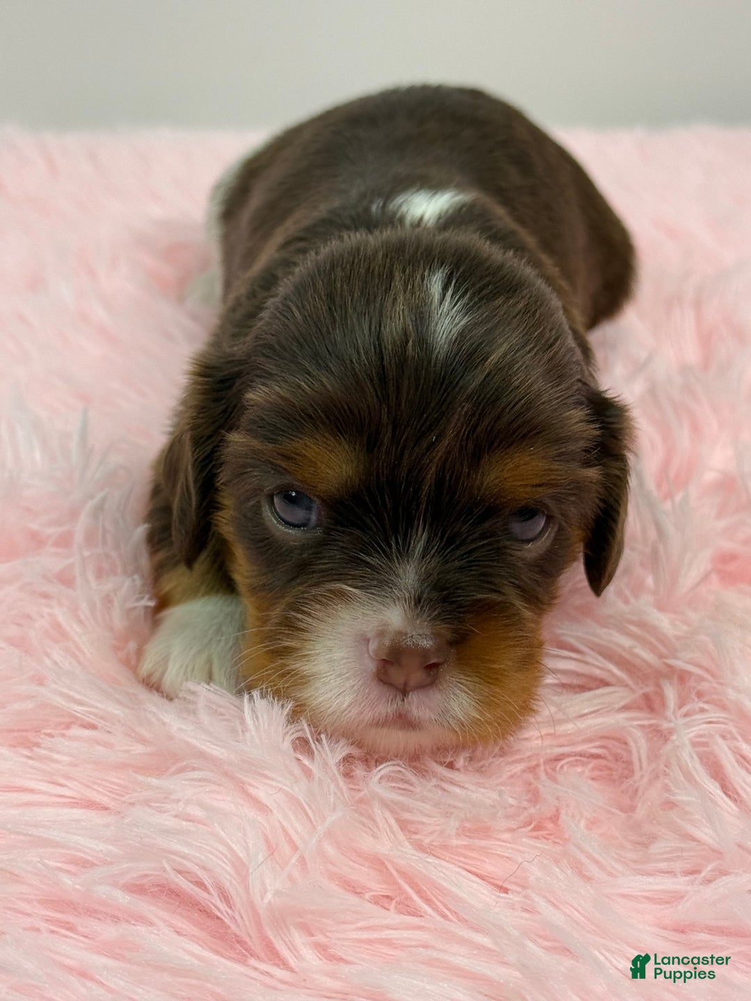 Cavalier King Charles Spaniel dogs for sale: Ava - Ad 6