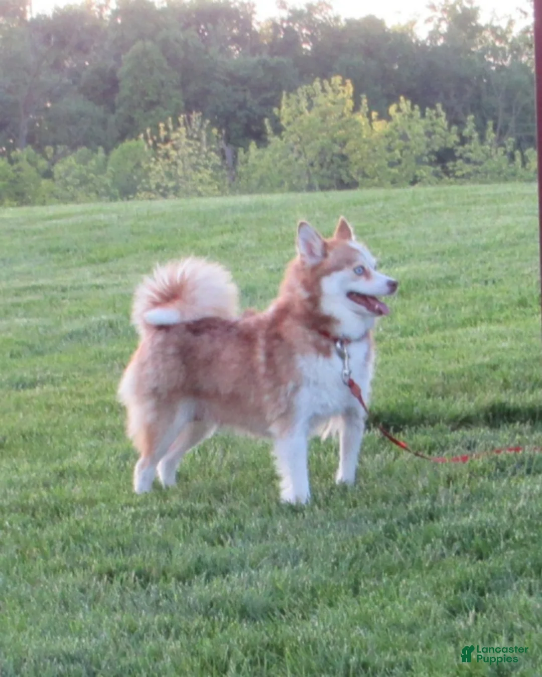 Pomsky dogs for sale:  Puppy 1 Louie - Ad 5