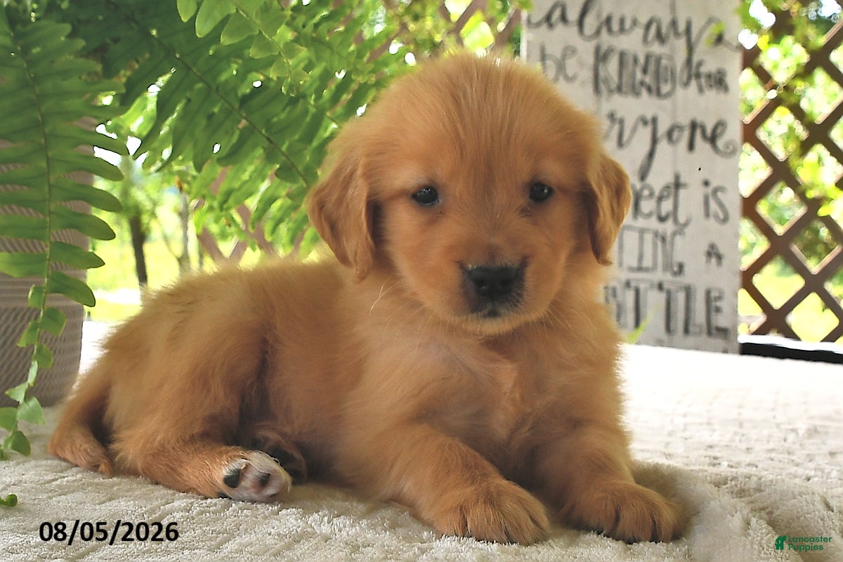 Golden Retriever dogs Honey - Ad 1
