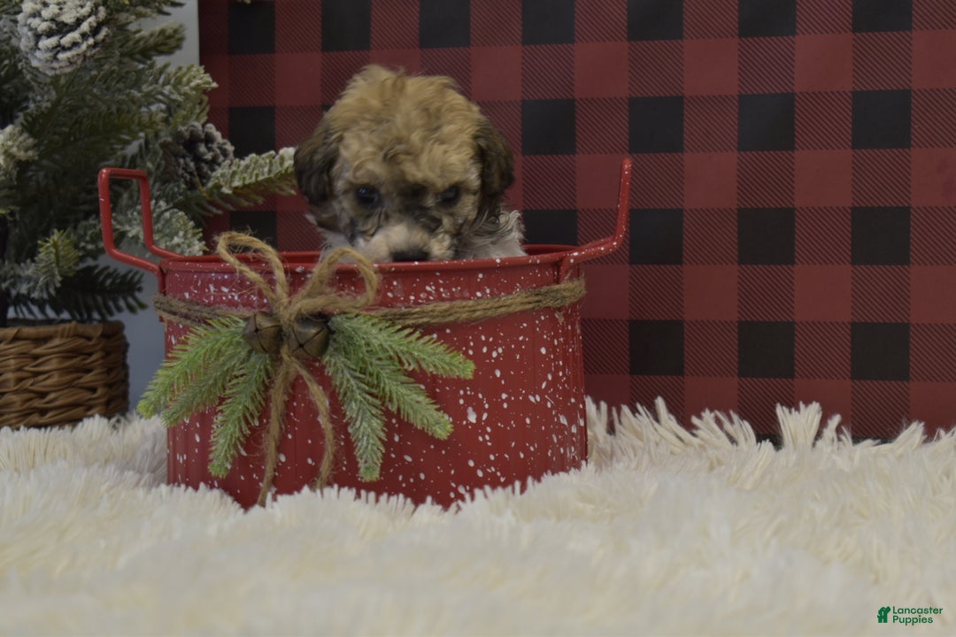 Miniature Poodle dogs for sale: Merdell - Ad 6