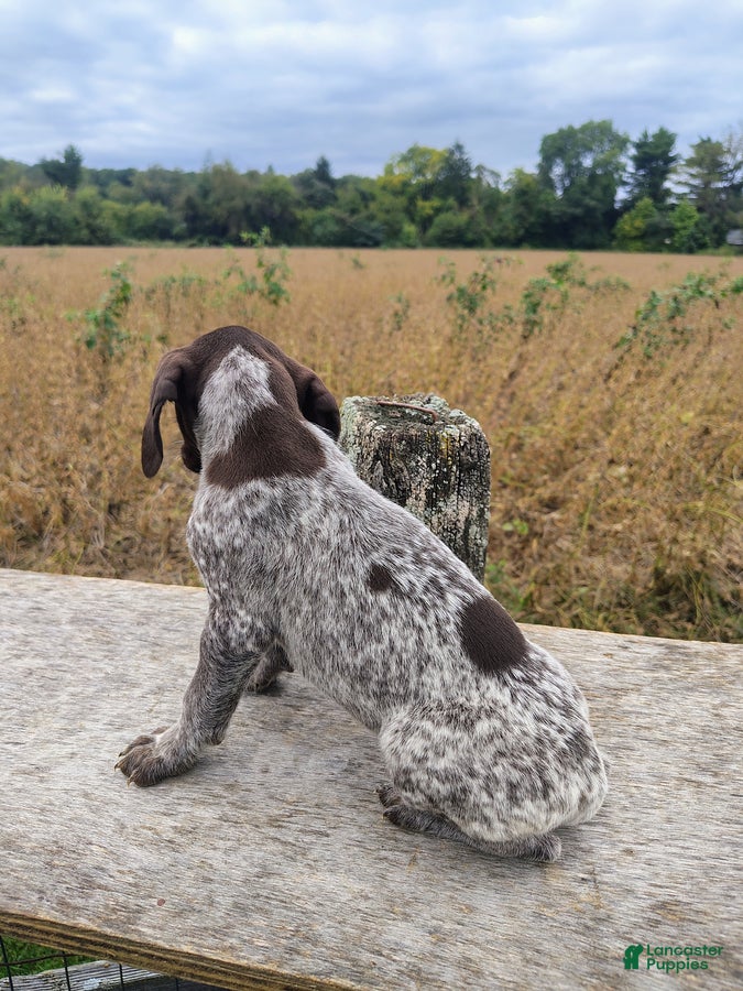 German Shorthaired Pointer dogs Rio - Ad 2