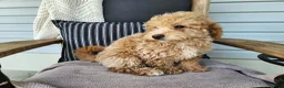Mini Bernedoodle dogs for sale: Liam - Ad 13