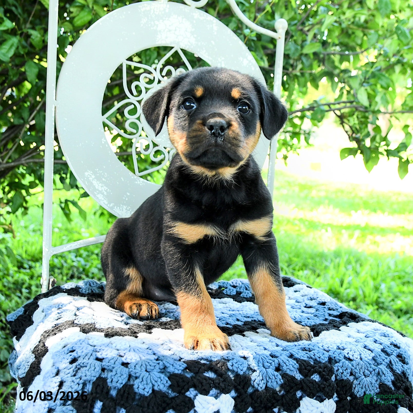 Rottweiler dogs for sale: Jordan - Ad 3