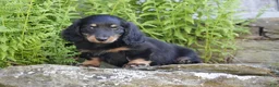 Miniature Dachshund dogs for sale: Molly - Ad 3