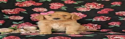 Golden Retriever dogs for sale: Camdyn - Ad 2