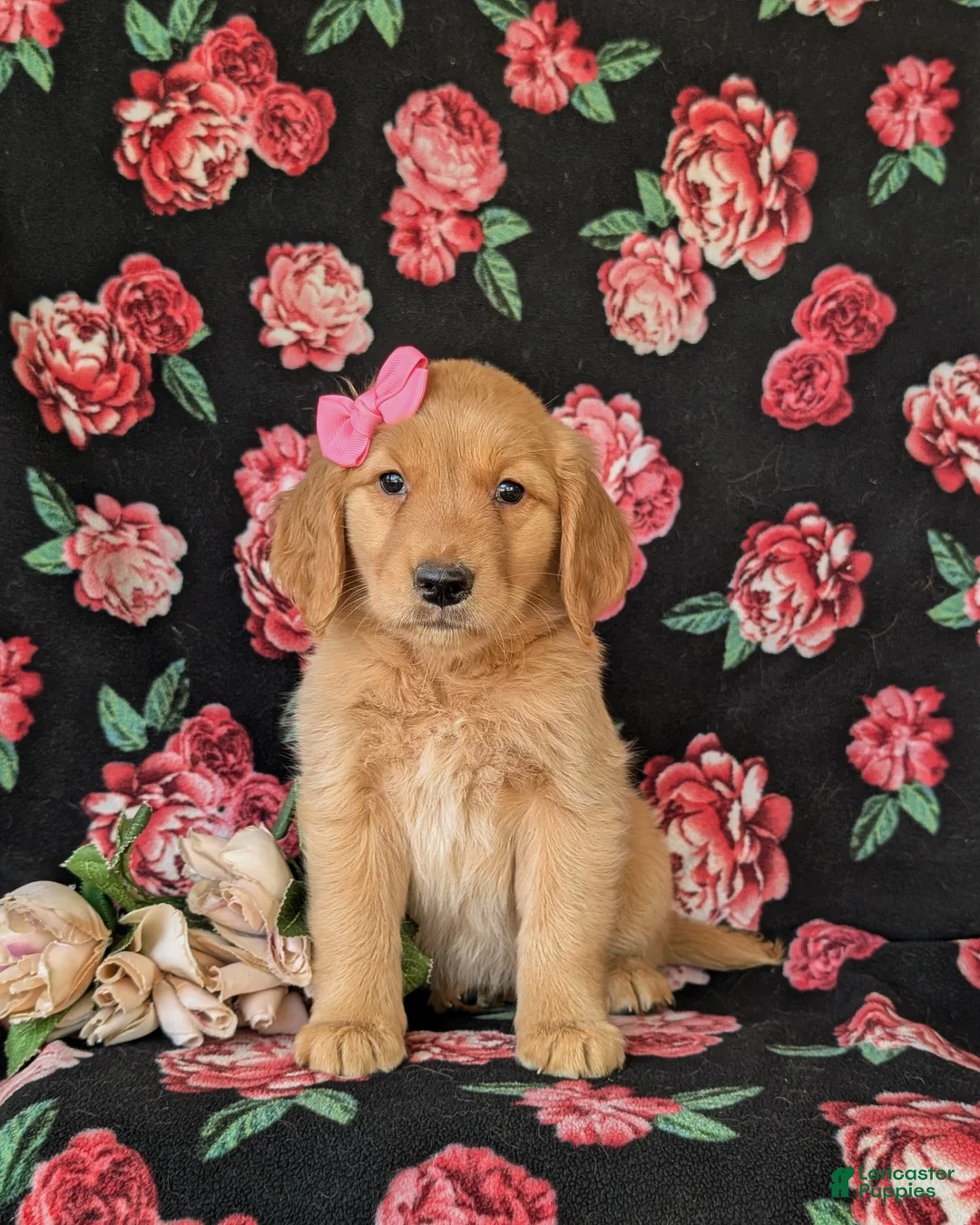 Golden Retriever dogs for sale: Camdyn - Ad 2
