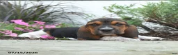Basset Hound dogs for sale: Olive  - Ad 1