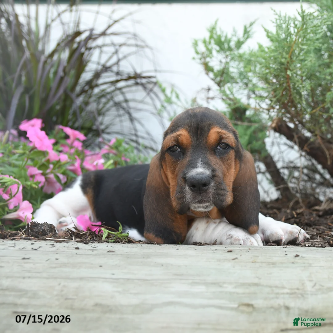Basset Hound dogs for sale: Olive  - Ad 1
