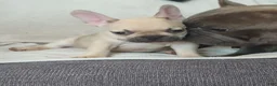 French Bulldog dogs for sale: French Bulldog 7 - Ad 1