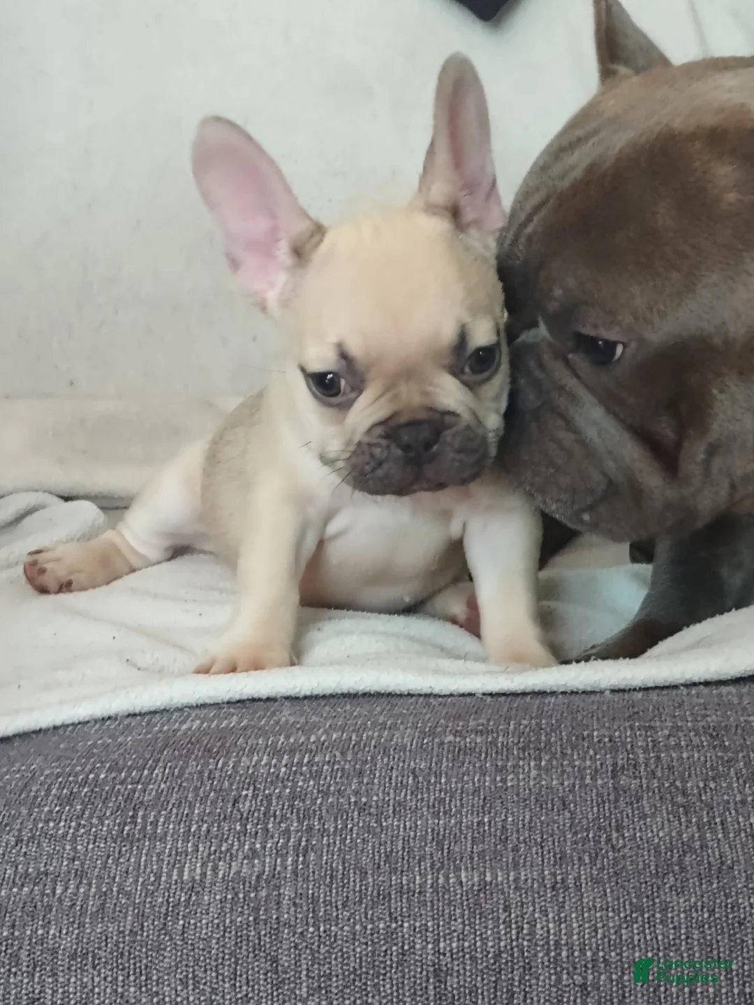 French Bulldog dogs for sale: French Bulldog 7 - Ad 1