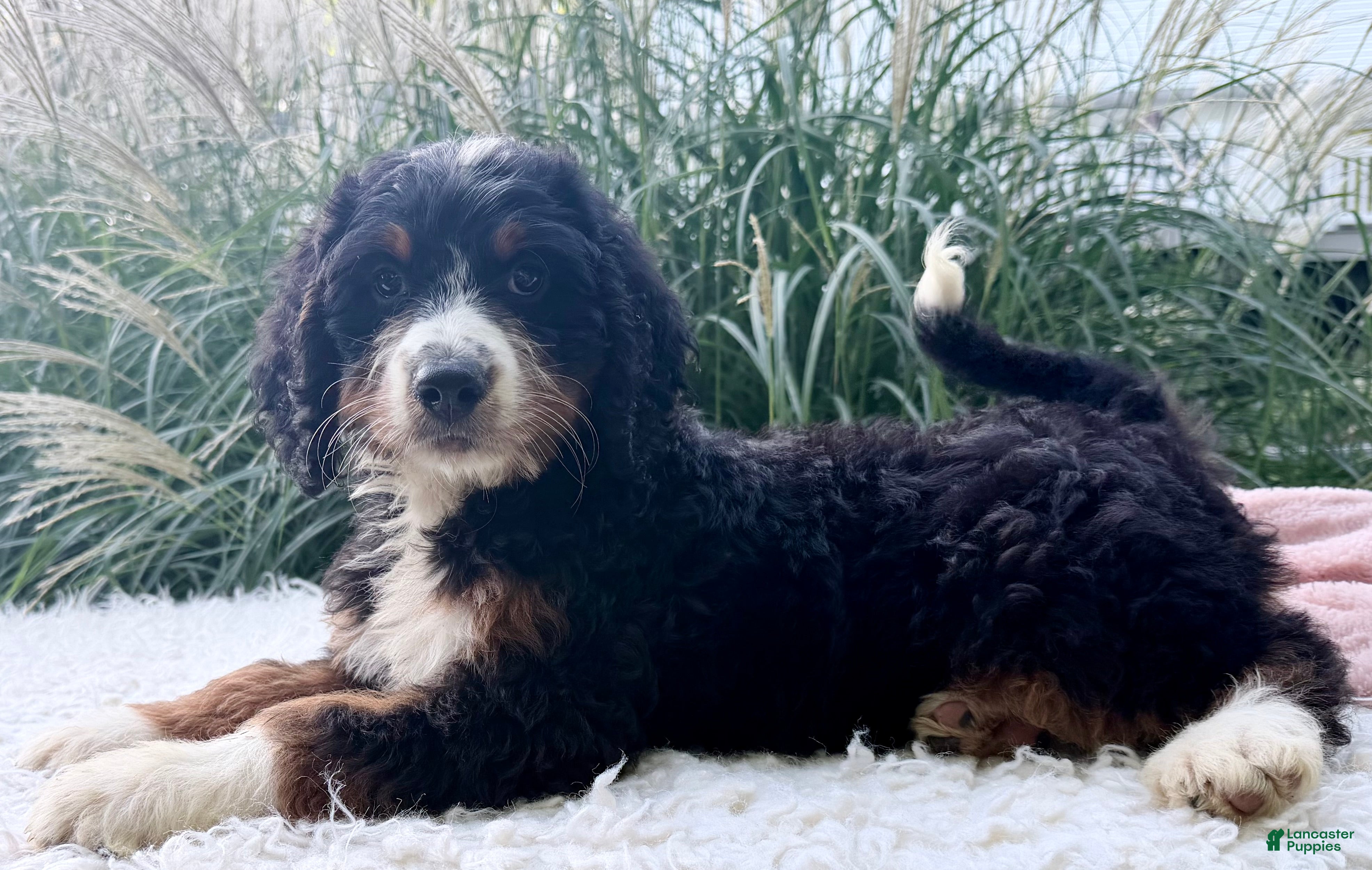 Bernedoodle dogs Lucy - Ad 1