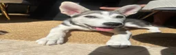 Siberian Husky dogs for sale: Siberian Husky Puppy 1 - Ad 4