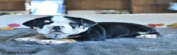 Beabull dogs for sale: Virtue - Ad 1