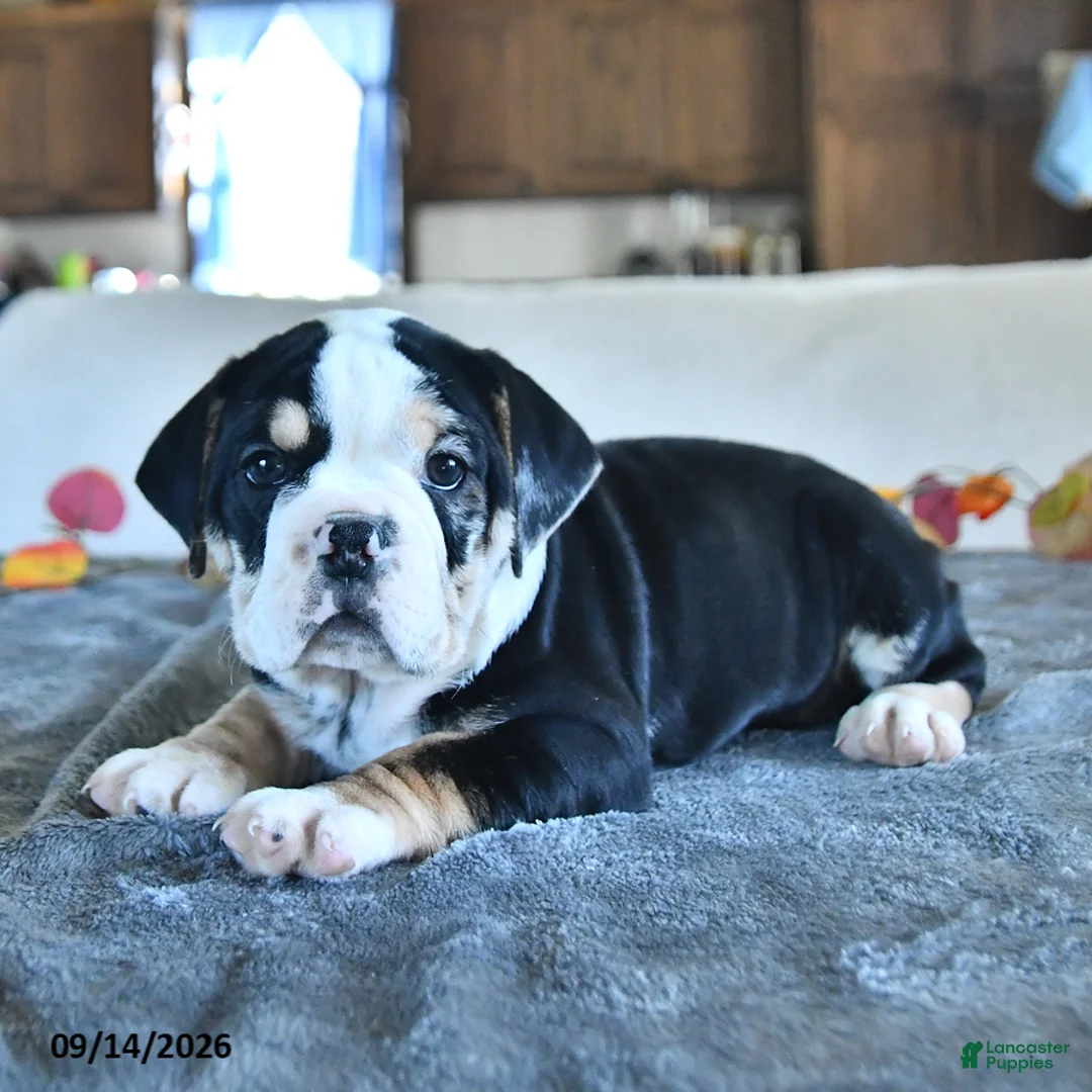 Beabull dogs for sale: Virtue - Ad 1