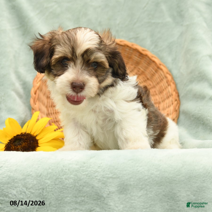 Havanese dogs Bugal - Ad 1