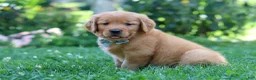 Golden Retriever dogs for sale: Hudson - Ad 7