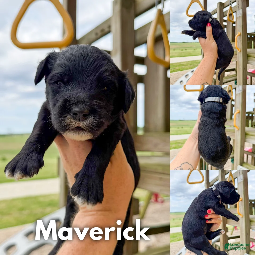 Goldendoodle dogs for sale: Maverick - F1b - Ad 1