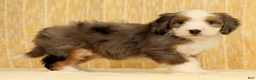 Mini Bernedoodle dogs for sale: Oakley - Ad 2