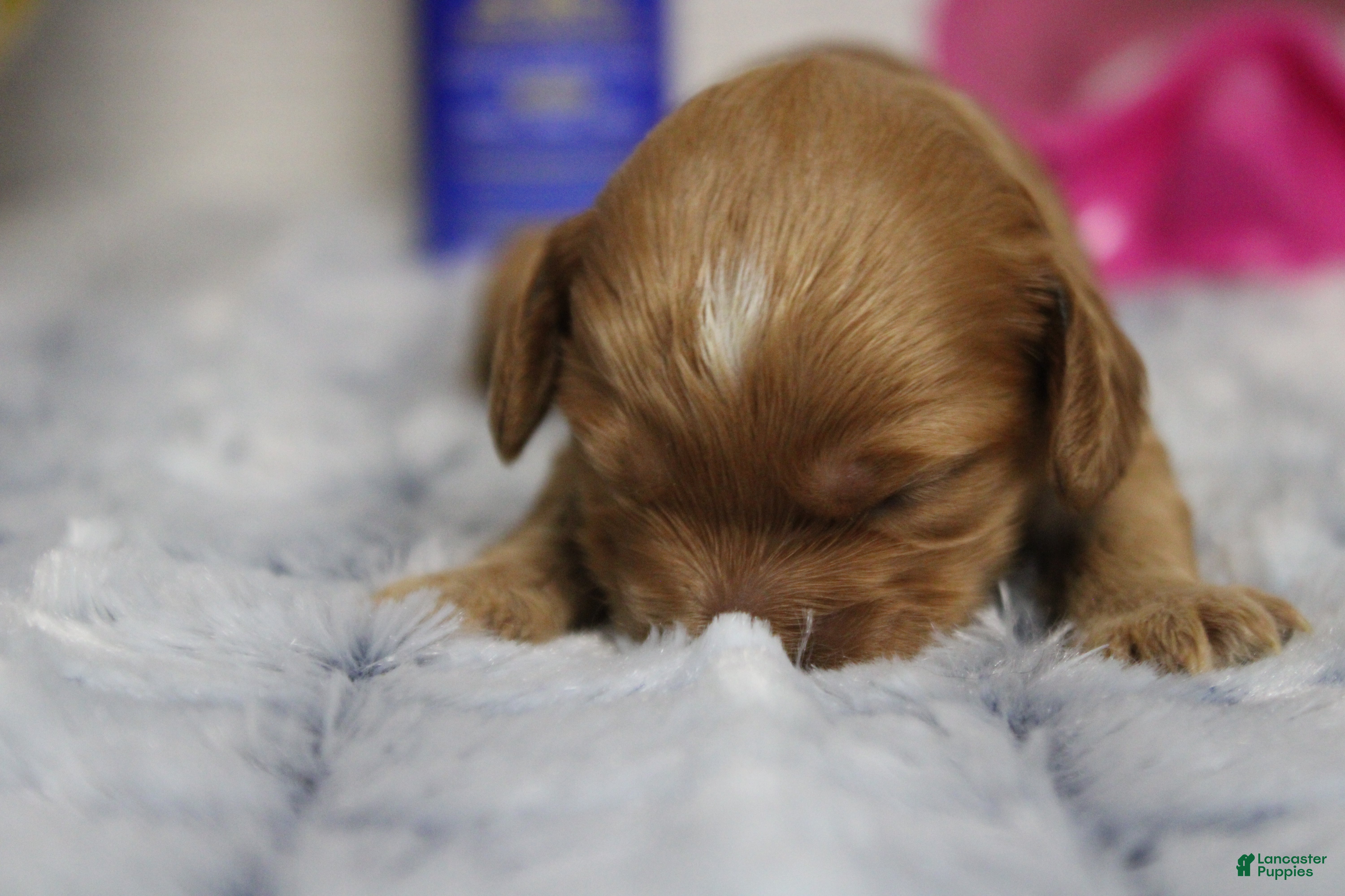Cockapoo dogs Jocelyn - Ad 35