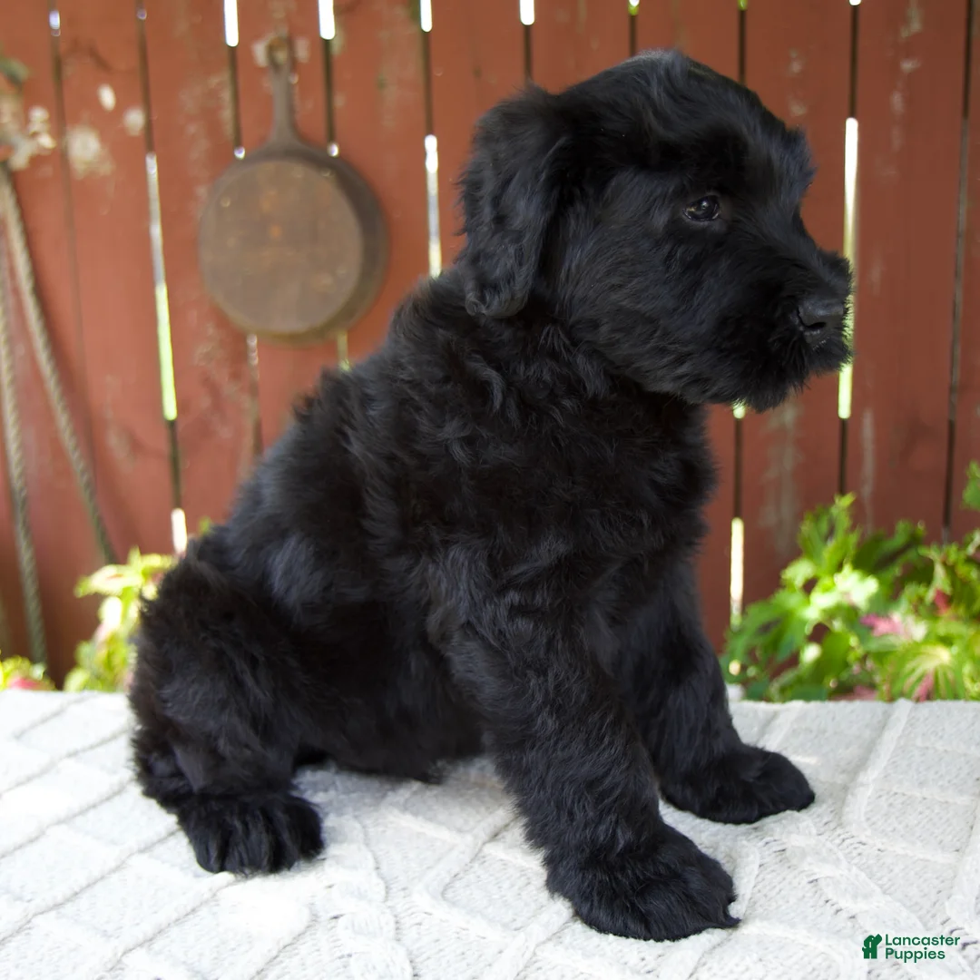 Giant Schnauzer dogs for sale: Travis - Ad 2