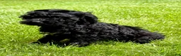 Yorkiepoo dogs for sale: Yorkiepoo Nina (Female) - Ad 3