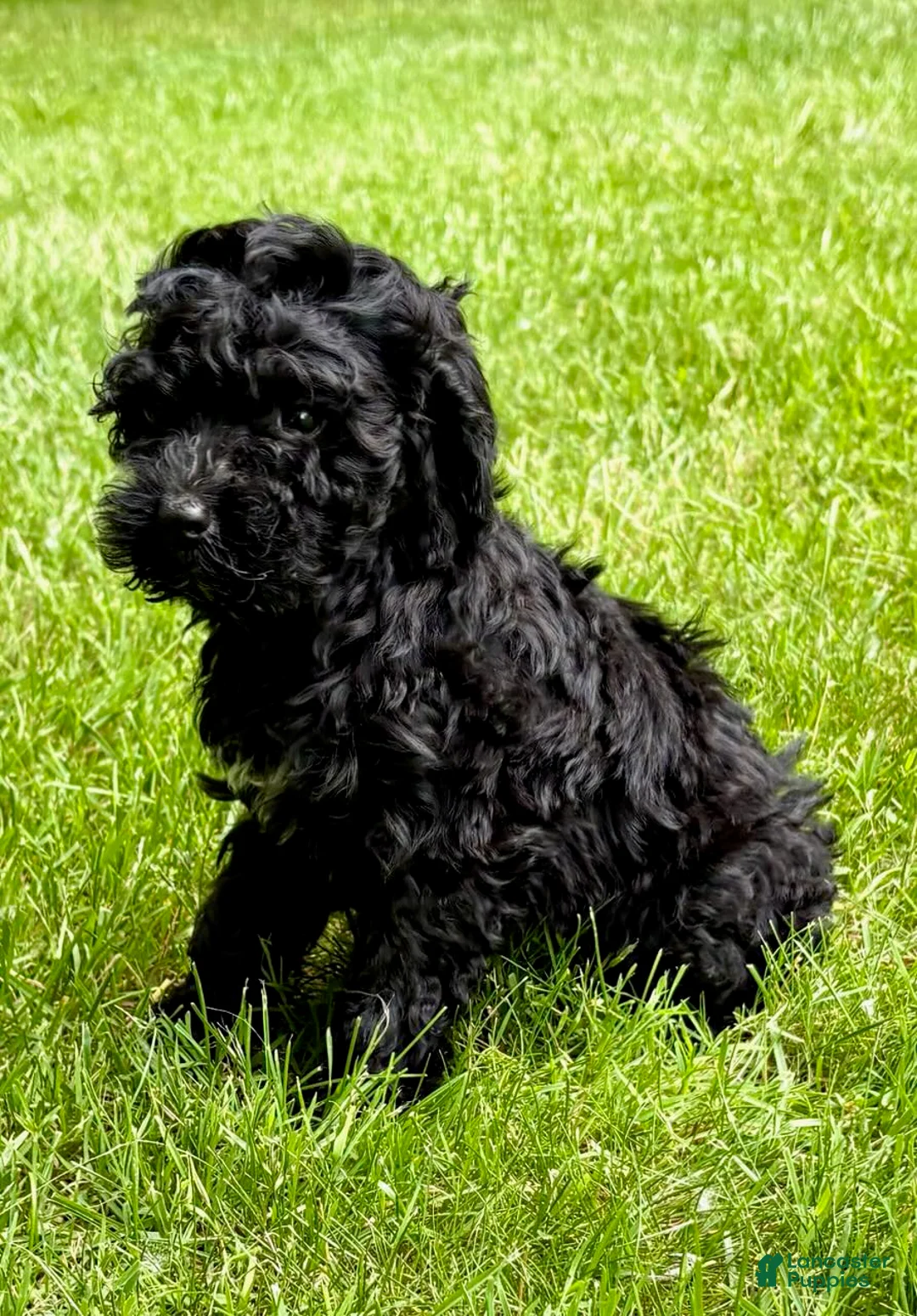Yorkiepoo dogs for sale: Yorkiepoo Nina (Female) - Ad 3