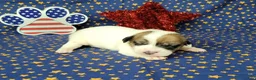 Jack Russell Terrier dogs for sale: Pax CKC male Delivery Available  - Ad 2
